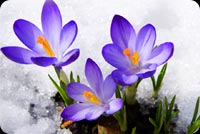 Purple Flower, Snow Ice Background