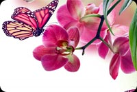 Beautiful Spring Flower & Butterfly Background