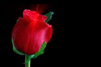 Animated Red Rose with Dew email background