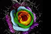 Animated Rainbow Rose Splash email background