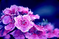 Purple Turkish Carnation Background