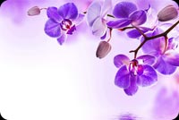 Purple Orchid Flowers Reflection Water Background