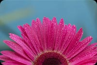 Closeup Pink Flower, Water Drops Background