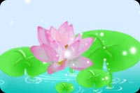 Blooming Lotus Background