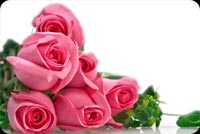 Pink Roses For You Background