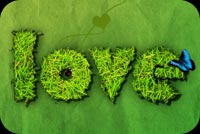 Green Love & Butterfly Background