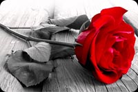 Beautiful Red Rose For You Background