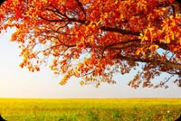 Autumn Tree Background