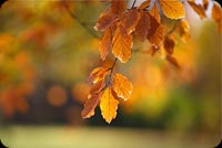 Blurred Autumn Leaves Background