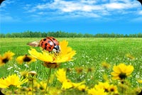 Ladybug, Flower & Blue Sky Background