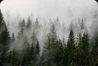 Green Pine Trees Covered By Fogs Background