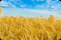 Wheat Field Background