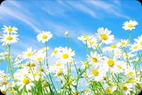 Spring Daisy Background