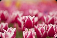 Spring Pink Tulips Background