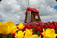 Tulips & Windmill Background