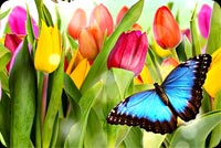 A Bright And Colorful Spring Background