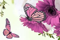 Sprint Floral & Butterflies Background