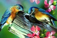 Spring Flowers And Birds Background