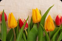 Cheerful Tulips 2 Background