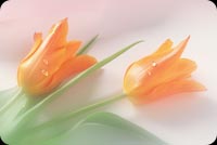 Beautiful Tulips Background