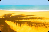 Beach And Palm Tree Shadow Background