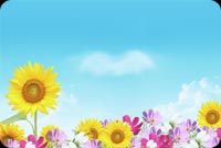 Summer Flowers Background