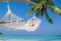 Beach Palm Tree Hammock Background