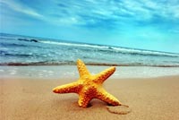 Starfish On The Beach Background