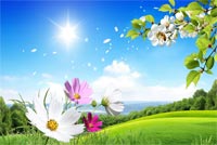 Sunny Summer Day Background