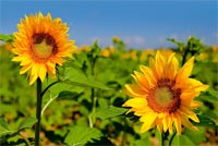 Summer Sunflowers Background