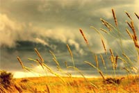 Wheat Fields In The Summer Background