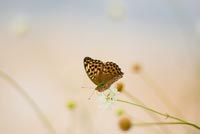 Butterfly On A Flower Background