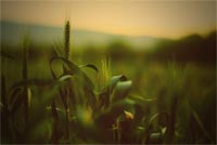 Summer Green Wheat Fields  Background