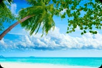 Summer Beach Palm Tree Background