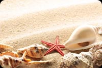 Starfish Seashell On Sand Background