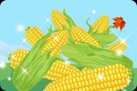 Sweet Corn Background