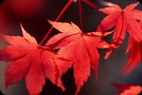 Exquisite Fall Leaves Background