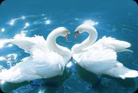 Love Birds Background