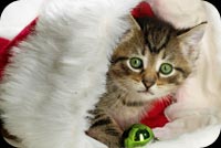 Cute Cat In Santa Hat Background