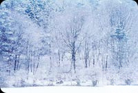 Animated Winter Snowing Frozen Lake email background