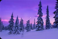 Animated: Purple Snowfall Pine Forest email background